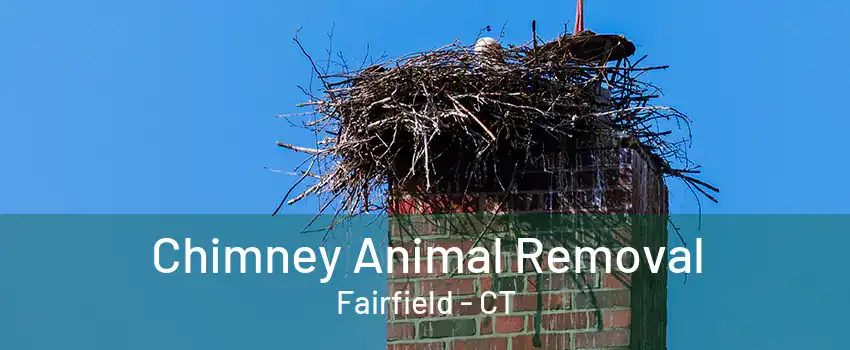 Chimney Animal Removal Fairfield - CT