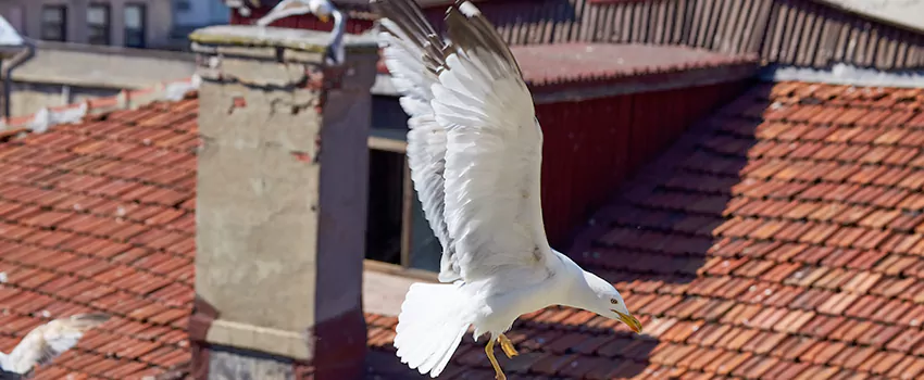 Residential Chimney Animal Removal Solution in Fairfield, CT